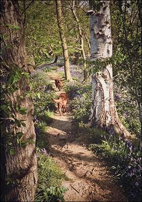 Walk in the Woods by Moira Ellice.jpg